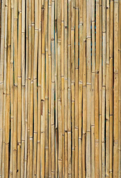 Dried bamboo sticks — Stock Photo, Image