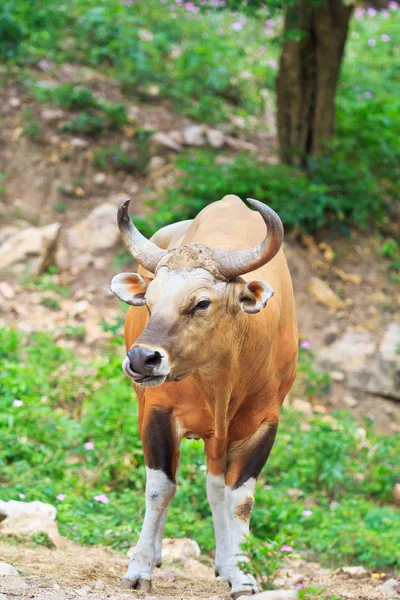 Banteng, toro rojo en la selva tropical — Foto de Stock