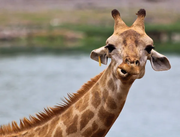 Beautiful Giraffe at zoo — Stock Photo, Image