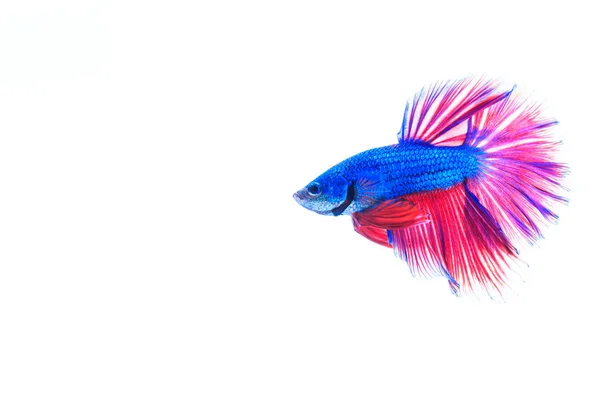 Pesce da combattimento colorato — Foto Stock