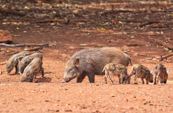 Wild boars family 