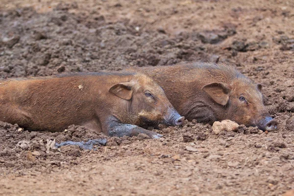 Wild boars family — Stock Photo, Image