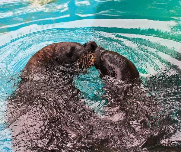 Harbor zeehonden in dierentuin — Stockfoto
