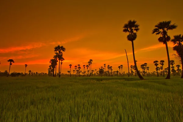 Sunset Paddy i thailand — Stockfoto