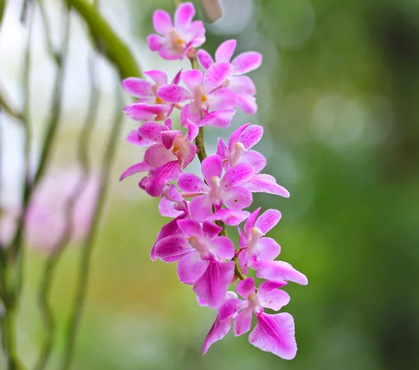 Flores de orquídeas em Tailândia — Fotografia de Stock