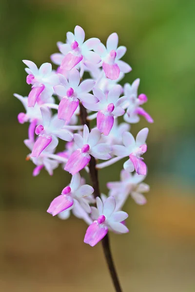 Kwiaty Orchid w Tajlandii — Zdjęcie stockowe