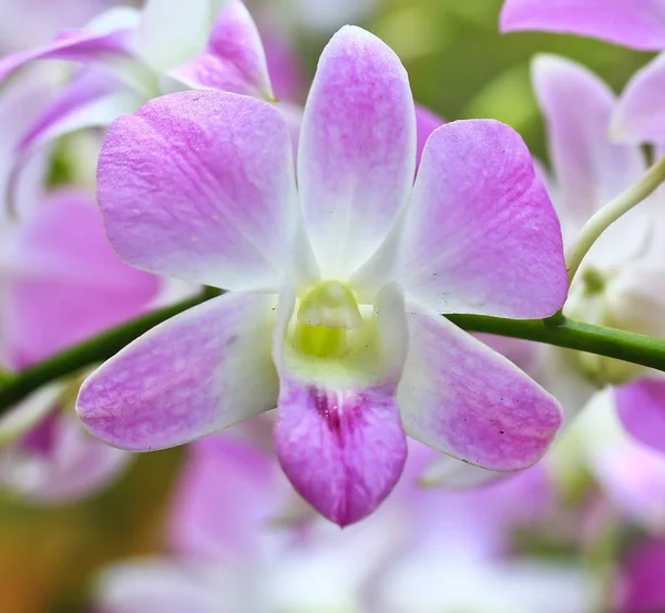 Flor de orquídea na Tailândia — Fotografia de Stock