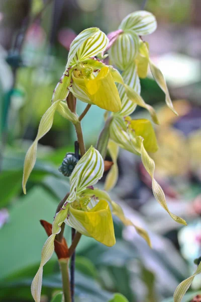 Fiori del Orchid in Thailandia — Foto Stock