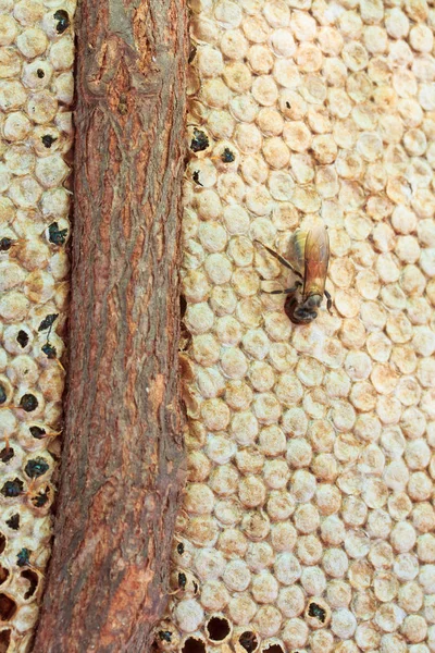 Biene sitzt auf Waben — Stockfoto