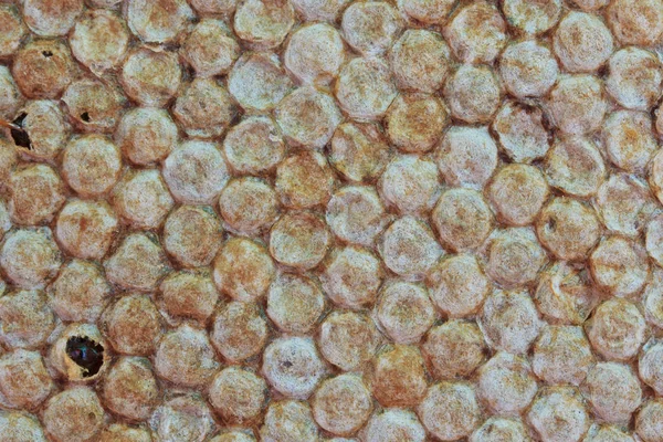 Orange bee honeycombs — Stock Photo, Image