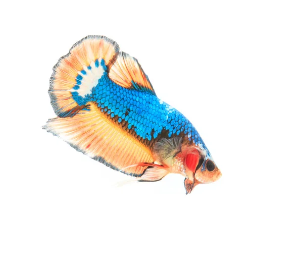 Colorful fighting fish — Stock Photo, Image