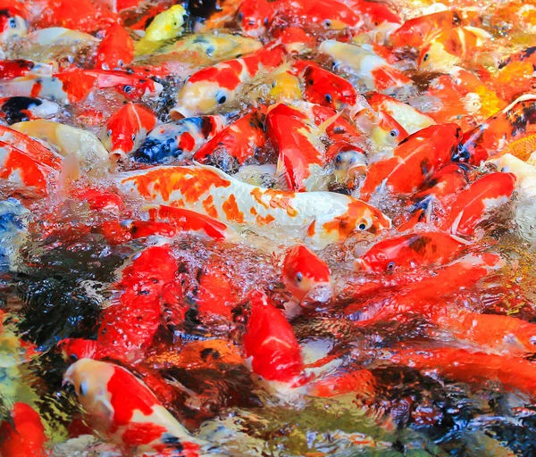 Peces koi en el agua — Foto de Stock