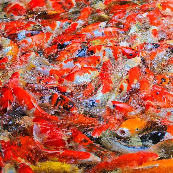 Peces koi en el agua —  Fotos de Stock