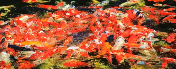 Poissons koï dans l'eau — Photo