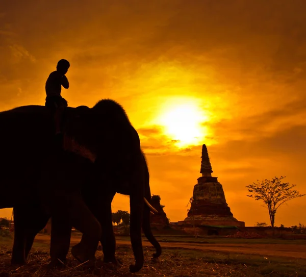 Silhouette dell'uomo sull'elefante — Foto Stock