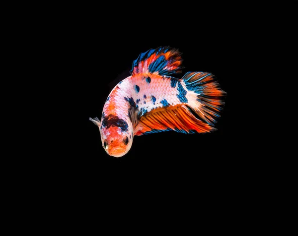 Kolorowe ryby walki — Zdjęcie stockowe