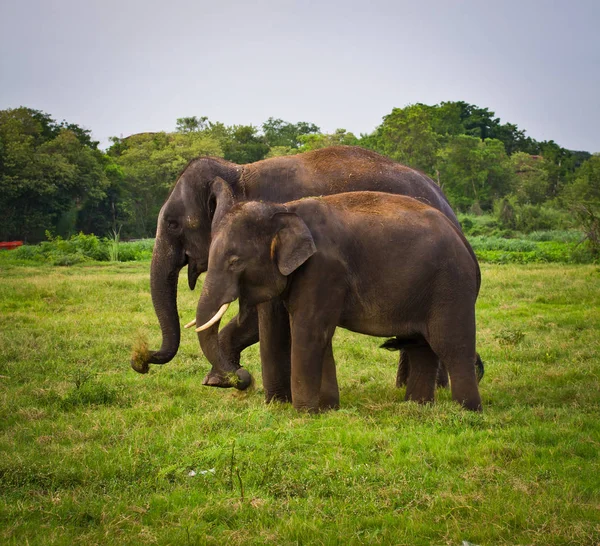 Två elefanter på grönt gräs — Stockfoto