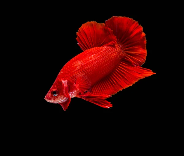 Ikan pertempuran berwarna — Stok Foto