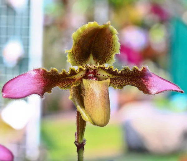 Orchideenblume in Thailand — Stockfoto