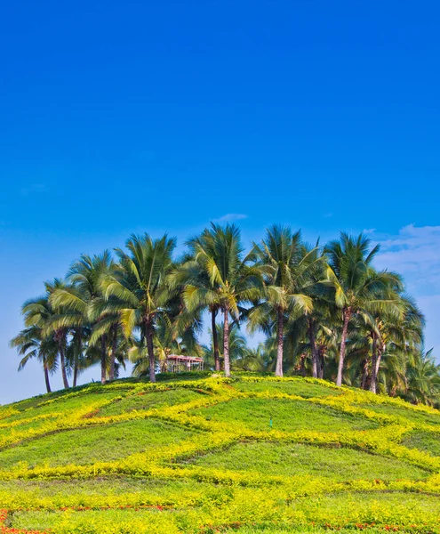 Palmeras de coco en la isla — Foto de Stock