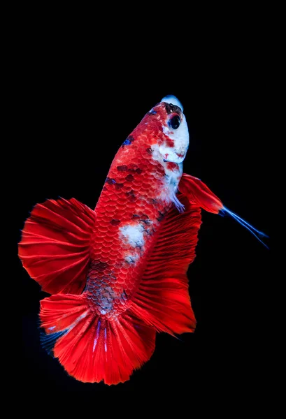 Ikan pertempuran berwarna — Stok Foto