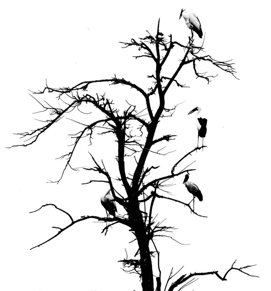 tree with birds on branches