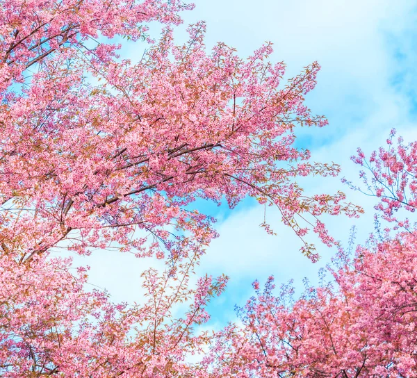 Cseresznyevirág és Sakura — Stock Fotó