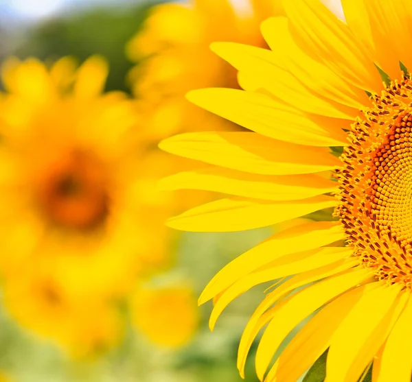 Mooie gele zonnebloem — Stockfoto