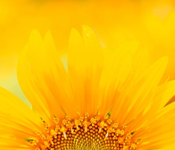 Güzel Sarı Ayçiçeği — Stok fotoğraf