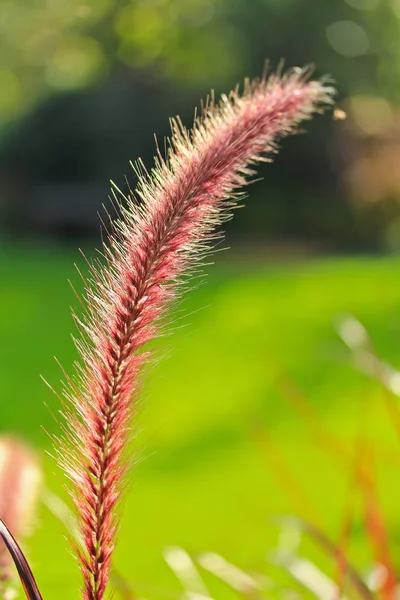 I fältet rött gräs — Stockfoto
