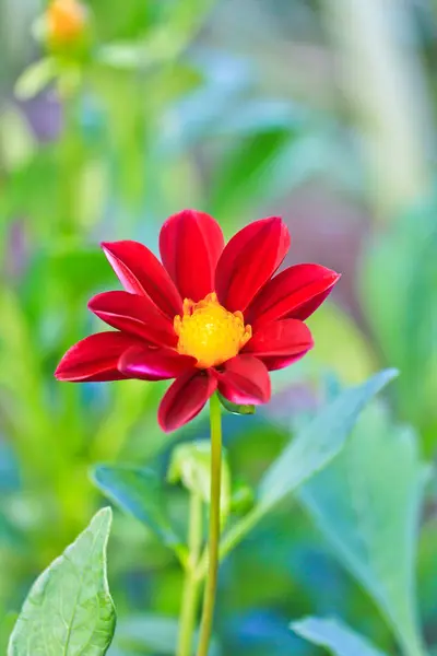 Röd blomma med gröna blad — Stockfoto
