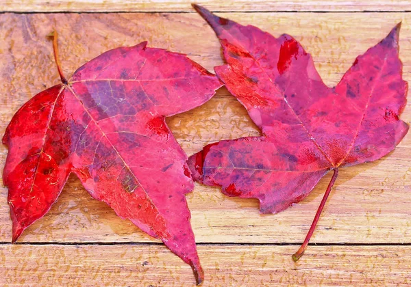 Red maple leaves — Stock Photo, Image