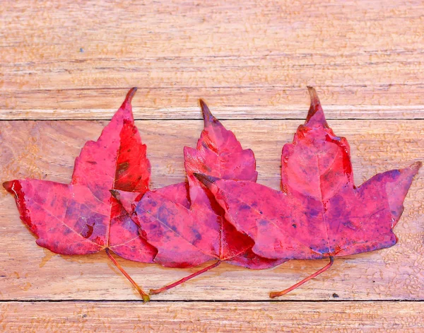 Red maple leaves — Stock Photo, Image