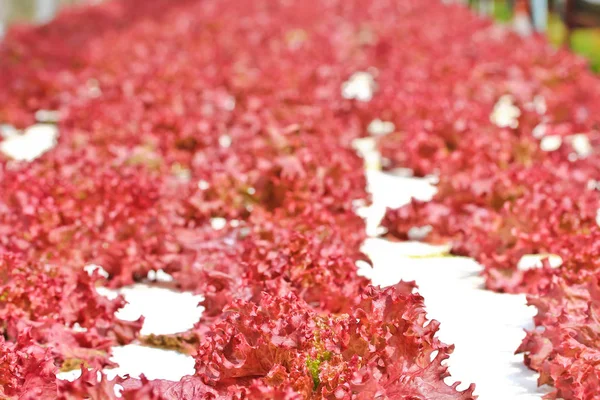 Folhas de fazenda de verduras frescas — Fotografia de Stock