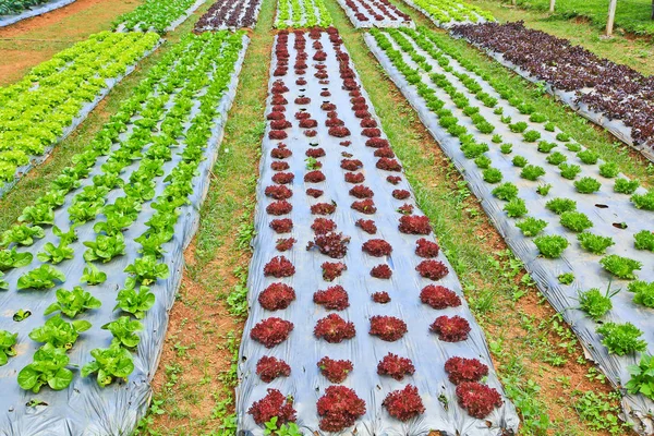 Vegetable plots on farm — Stock Photo, Image