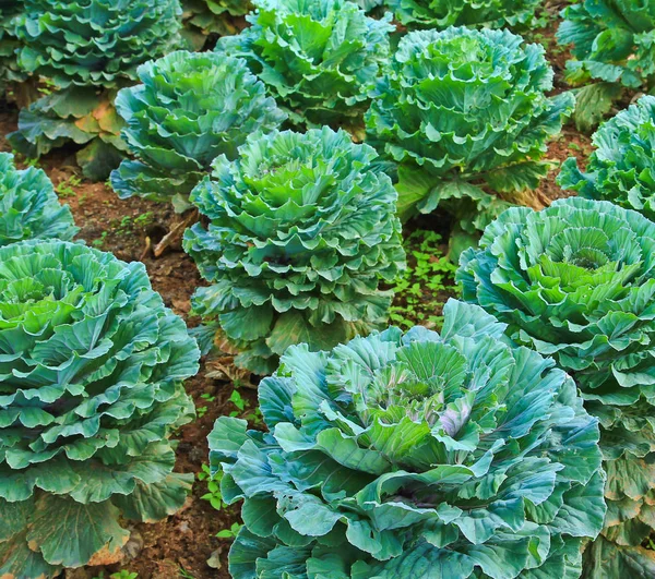 Salade verte dans le sol — Photo