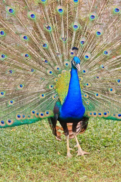 Peacock with disembodied tail — Stock Photo, Image