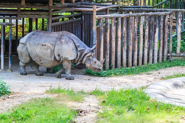 Rinocerontes no zoológico indiano — Fotografia de Stock