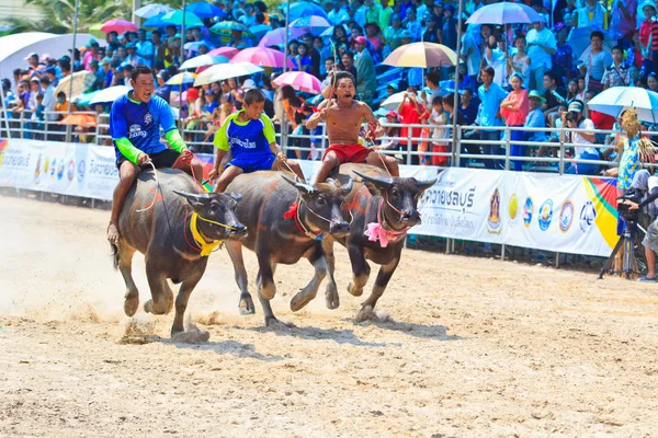 140 Buffalo Festivali yarış — Stok fotoğraf