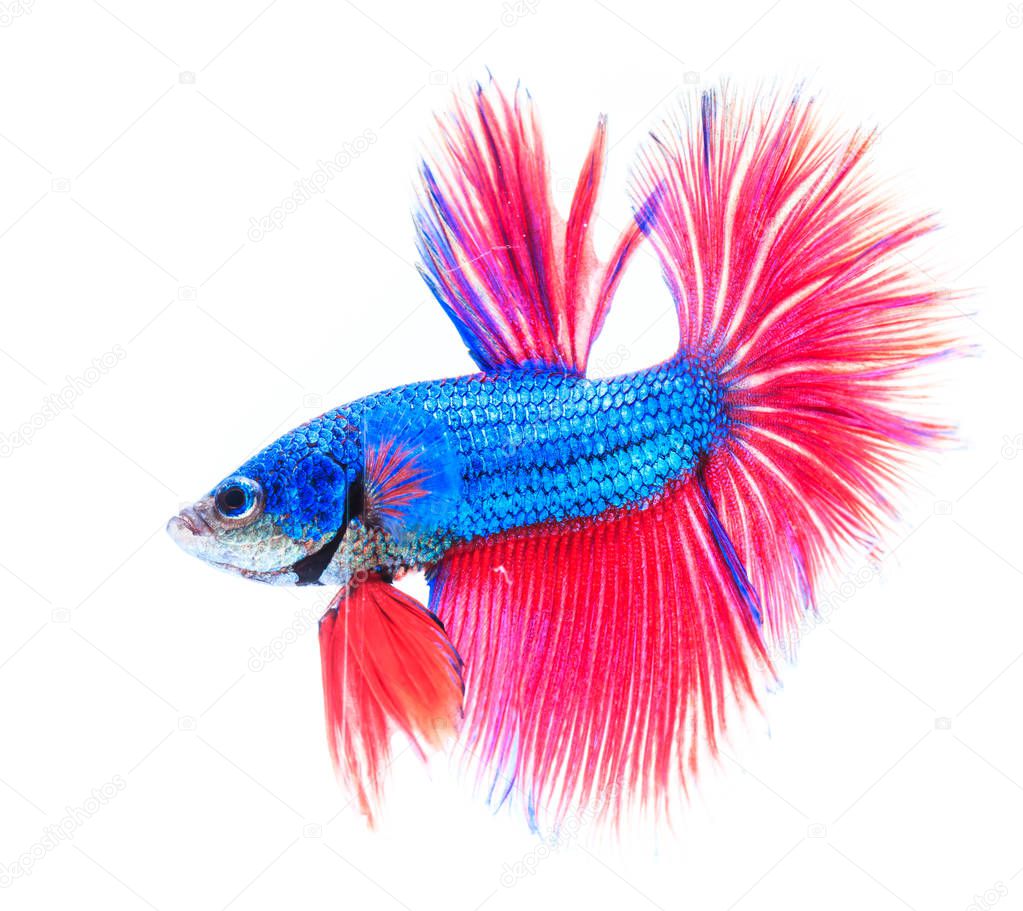 Colorful fighting fish