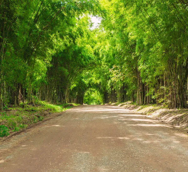 Túnel en árboles de bambú —  Fotos de Stock