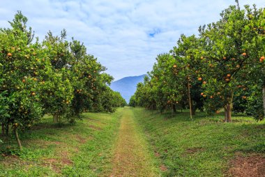 Portakal ağaçları Park 