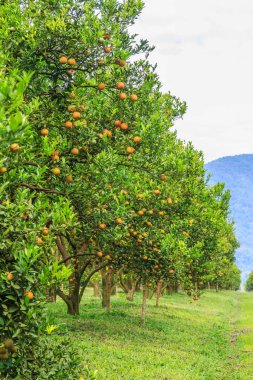 Portakal ağaçları Park 