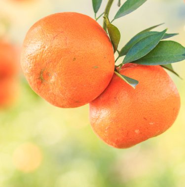 olgun portakallı portakal ağacı 