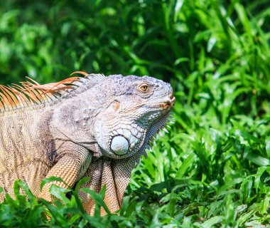 Yeşil iguana vahşi doğada 