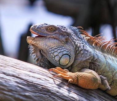 Yeşil iguana vahşi doğada 