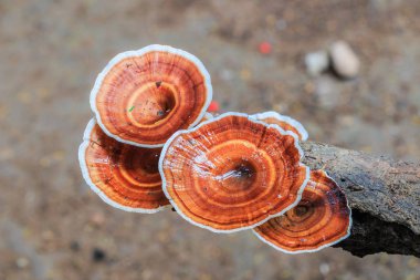Brown mushrooms in forest  clipart