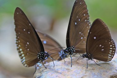 güzel tropik kelebekler