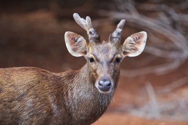 vahşi sevimli geyik