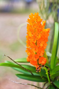 orkide çiçekleri arka plan   